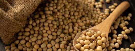 Мінекономіки створює IT-систему для контролю експорту сої та ріпаку
