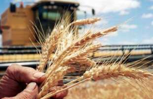 В Україні намолотили 24,6 млн тонн пшениці нового врожаю