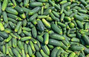 Україна наростила експорт огірків до 3,76 тис. тонн
