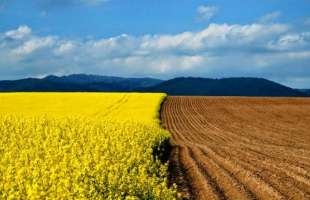 Експорт ріпаку з України стабільно сягає понад 150 тис. тонн на місяць