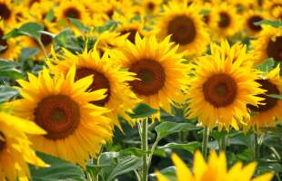 Закупівельні ціни на соняшник досягли 31-32 тис. грн за тонну