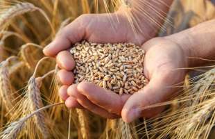 Аналітики прогнозують підвищення цін на пшеницю до $220–225 за тонну на початку березня