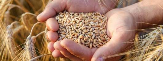 Аналітики прогнозують підвищення цін на пшеницю до $220–225 за тонну на початку березня