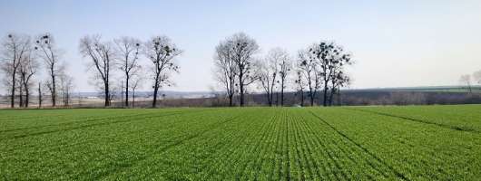 «Контінентал Фармерз Груп» планує засіяти 181 тис. га у 2026 році