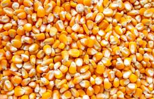 Україна експортує майже 1,5 млн тонн кукурудзи на місяць, найбільше серед зернових