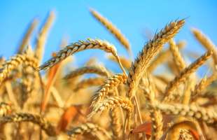 Урожай зернових в Україні у 2025 році сягнув 57,6 млн тонн