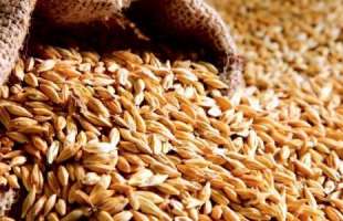 Мировой экспорт пшеницы вырастет до 219 млн тонн по оценке USDA