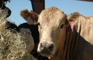 На Волині збудують один з найбільших у регіоні тваринницьких комплексів на 4 тисячі голів ВРХ