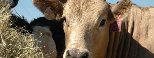 На Волині збудують один з найбільших у регіоні тваринницьких комплексів на 4 тисячі голів ВРХ