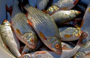 Понад 44 тис. тонн риби добуто українськими підприємствами у 2025 році