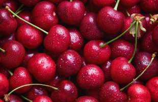 Україна отримала право експортувати до Європи нещеплені рослини вишні