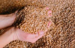 Ціни на українську пшеницю для експорту знизилися в грудні через ускладнення логістики