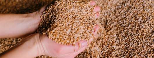 Ціни на українську пшеницю для експорту знизилися в грудні через ускладнення логістики