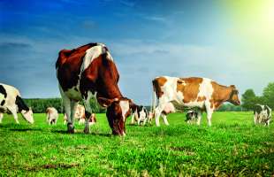 Рослинництво просіло сильніше за тваринництво у 2025 році