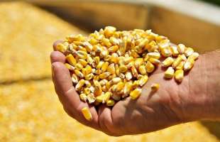 Україна зміцнила позиції на ринку кукурудзи Туреччини