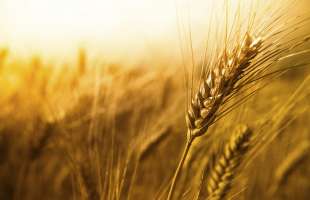 USDA збільшило оцінку експорту української пшениці до 14 млн тонн