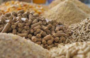 Агрофірма зі Львівщини запускає власне виробництво комбікормів на 240 тонн на добу