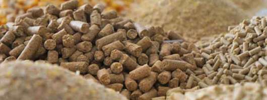 Агрофірма зі Львівщини запускає власне виробництво комбікормів на 240 тонн на добу