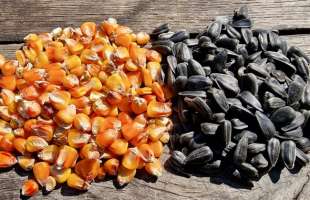 «Агротрейд» оприлюднив структуру посівної-2026: фокус на соняшник та кукурудзу