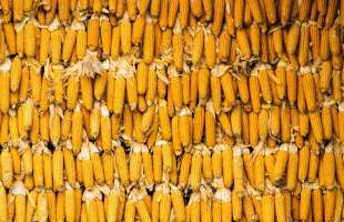 Прогноз USDA щодо кукурудзи в Україні залишився без змін