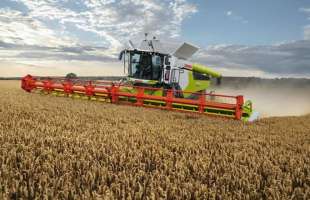 KSG Agro збиратиме озиму пшеницю з 3,7 тис. га