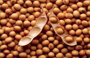 10% мито на сою та ріпак робить вирощування цих культур збитковим — експерти