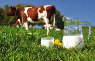 В Україні зростає виробництво молока на великих фермах попри падіння світових цін