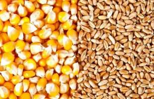 Врожай кукурудзи та пшениці трохи відстає від минулого року