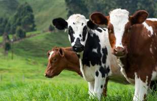 Експорт яловичини з України різко зріс на тлі світового дефіциту