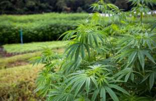 «Ма’Рижани» модернізував лінії та поновив переробку промислових конопель