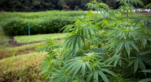 «Ма’Рижани» модернізував лінії та поновив переробку промислових конопель