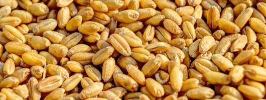 АПК-Інформ: ціни на пшеницю в портах Великої Одеси зросли до 11000 грн/тонна