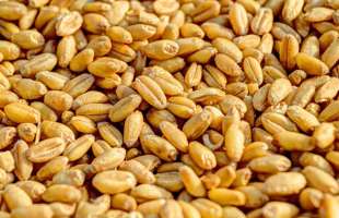 Агрохолдинг «Агропросперіс» увійшов до топ-5 експортерів зерна за підсумками 2025 року