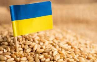 Єгипет, Алжир та Індонезія стали найбільшими покупцями української пшениці