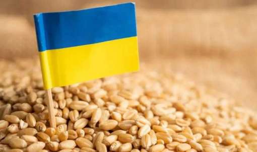 Єгипет, Алжир та Індонезія стали найбільшими покупцями української пшениці