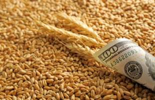 Експорт українського зерна в жовтні зріс на 32%