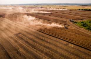 HarvEast скоротить посіви пшениці та кукурудзи на користь олійних культур