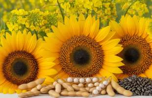 «Укроліяпром» прогнозує рекордний сезон переробки ріпаку та сої в Україні