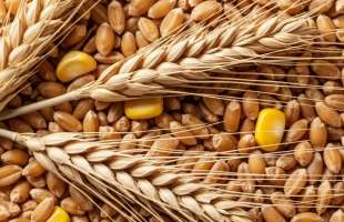 USDA знизило прогноз експорту української пшениці до 13,5 млн тонн