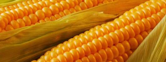 «Агро-Регіон» засіє майже 27 тис. га у весняну кампанію