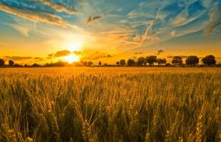 «Агрейн» модернізував елеватор в Одеській області для швидшого відвантаження зерна