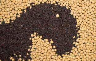 Внутрішня переробка сої та ріпаку посилює позиції України на Чорноморському ринку