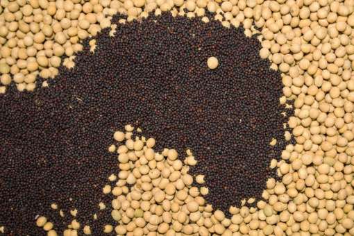 Внутрішня переробка сої та ріпаку посилює позиції України на Чорноморському ринку