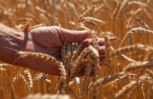 Аграрії обмолотили 34% прогнозованих площ зернових