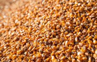 «Кернел» збільшив переробку соняшнику та сої, попри атаки на портову інфраструктуру