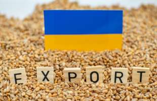 Експорт українських зернових у серпні впав майже на 70%