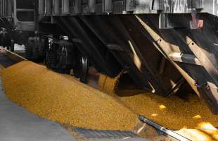 Залізниця залишається головним шляхом експорту зерна: 91% агровідвантажень іде в порти