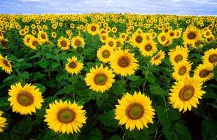 Ціни на соняшник в Україні впали нижче 28 тисяч гривень за тонну через обстріли Одеси