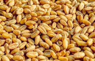 Україна у жовтні експортувала 1,5 млн тонн пшениці — ринок стабільний