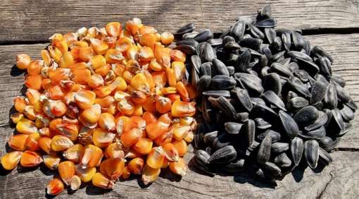 Агрейн вдвічі збільшив посіви кукурудзи у 2026 році